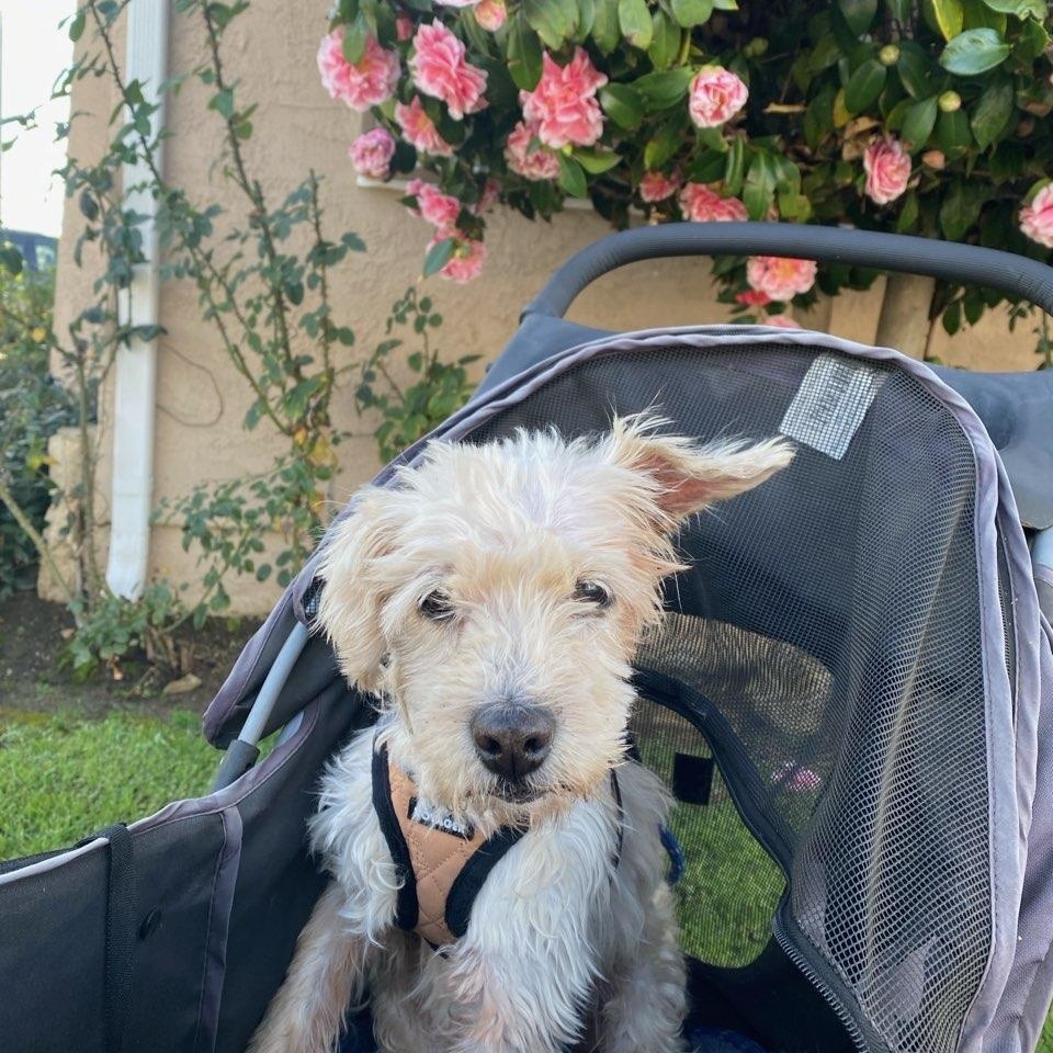 Enlarge Chance, a ADOPTABLE mixed breed in Panorama City, CA image 2/6