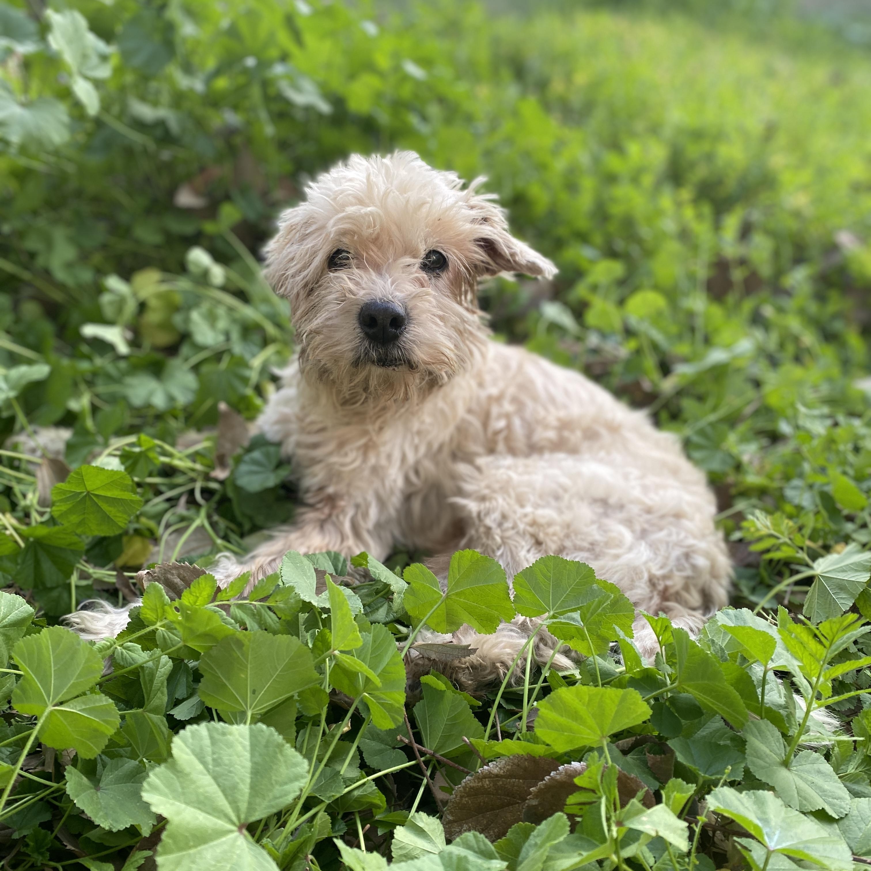 Chance, ADOPTABLE, Senior Male Miniature Poodle.