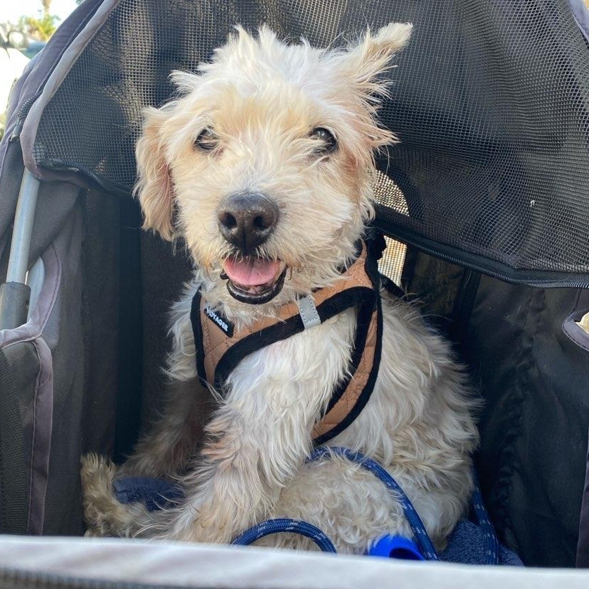 Enlarge Chance, a ADOPTABLE mixed breed in Panorama City, CA image 3/6