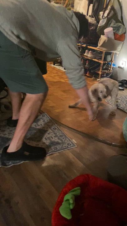 Enlarge Chance, a ADOPTABLE mixed breed in Panorama City, CA video 6/6