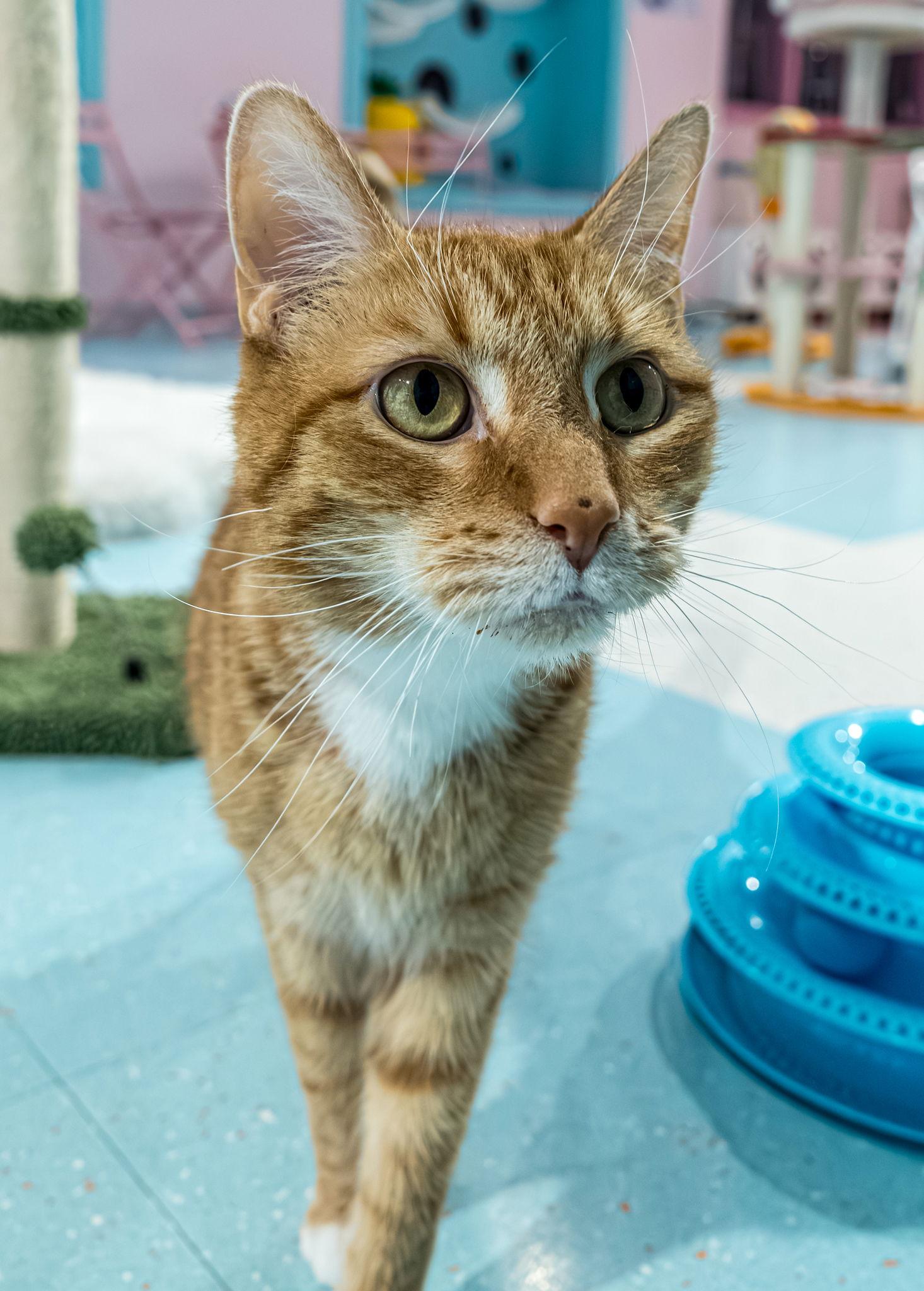 Savage - KBC — thumbnail 2