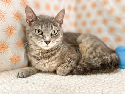 Bunny, Adoptable, Young Female Domestic Short Hair & Domestic Short Hair.