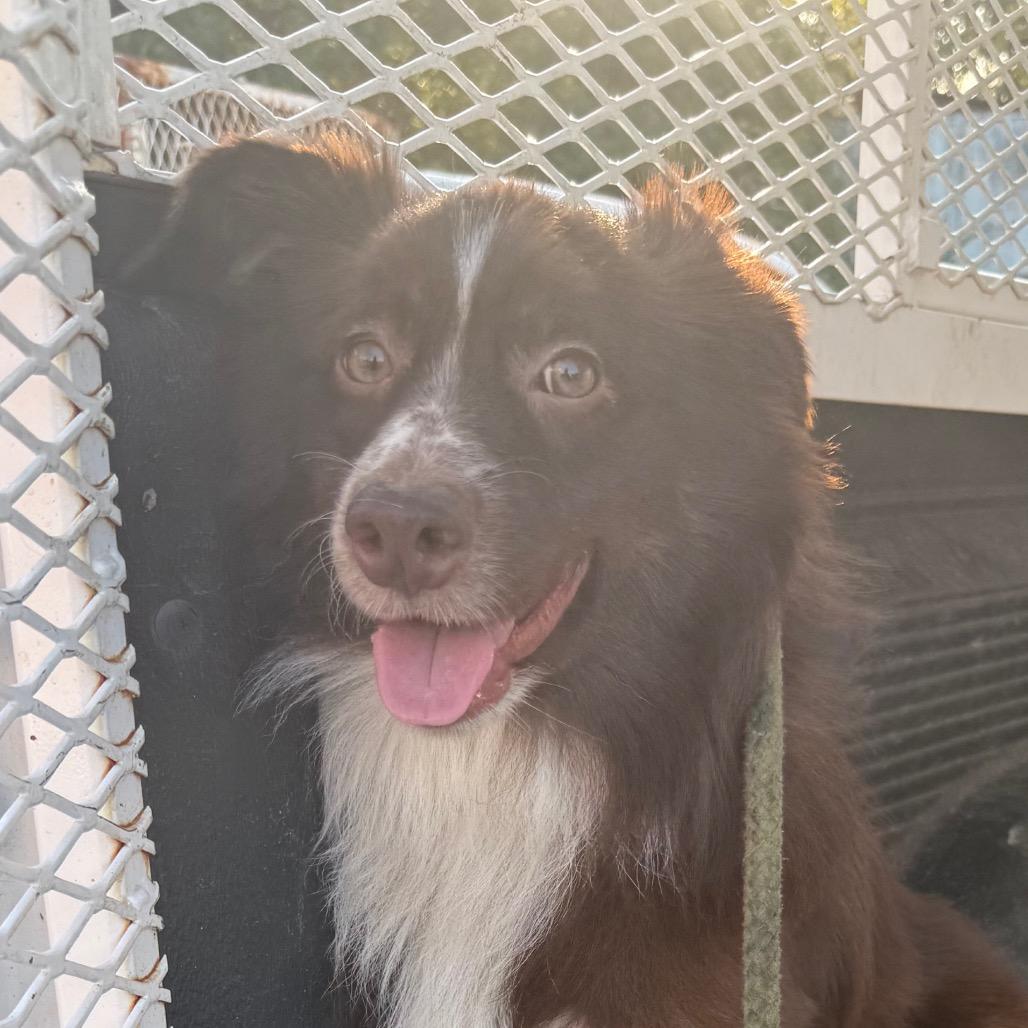 Enlarge Feeney, a Adoptable Australian Shepherd in Jacksonville, AR image 1/1