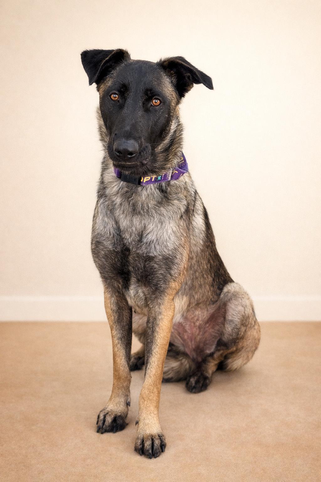 Kika, Adoptable, Young Female Belgian Shepherd / Malinois & German Shepherd Dog.