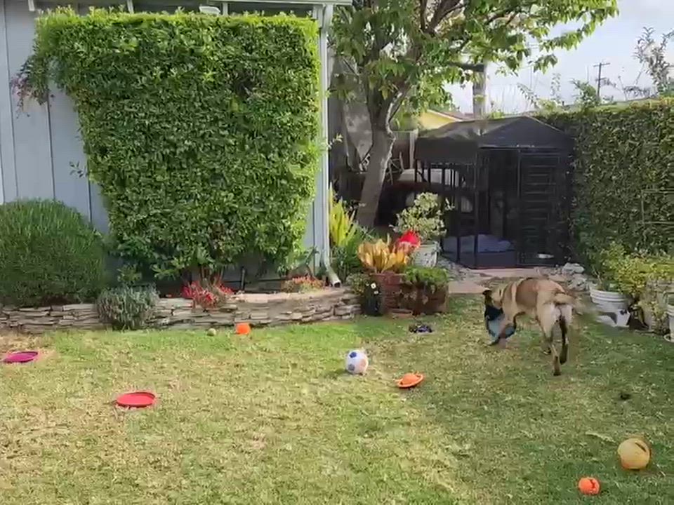 Enlarge Kika, a Adoptable mixed breed in San Pedro, CA video 6/6