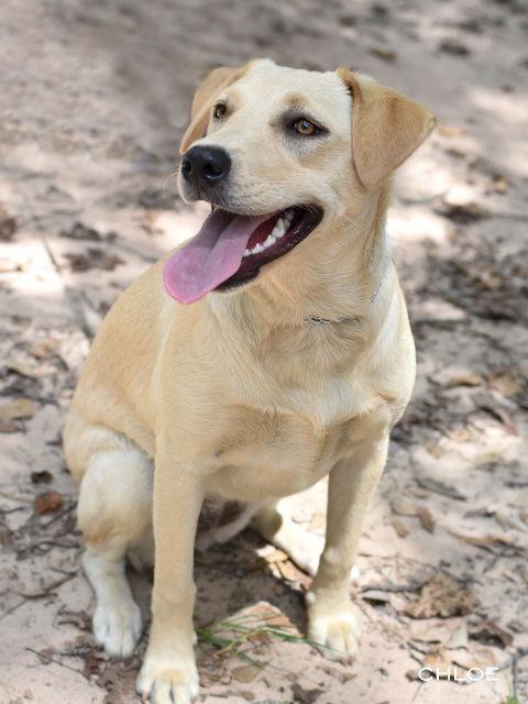 Chloe, Adoptable, Young Female Labrador Retriever.