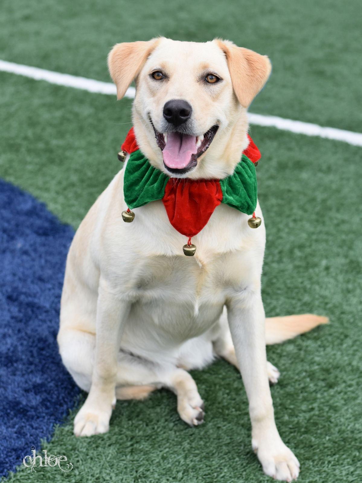 Chloe, Adoptable, Young Female Labrador Retriever.