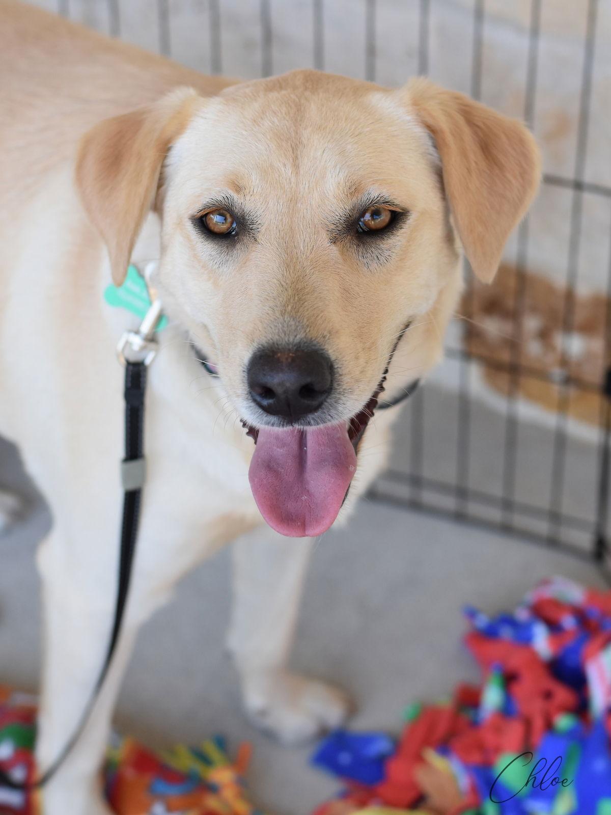 Enlarge Chloe, a Adoptable Labrador Retriever in Montgomery, TX image 3/3