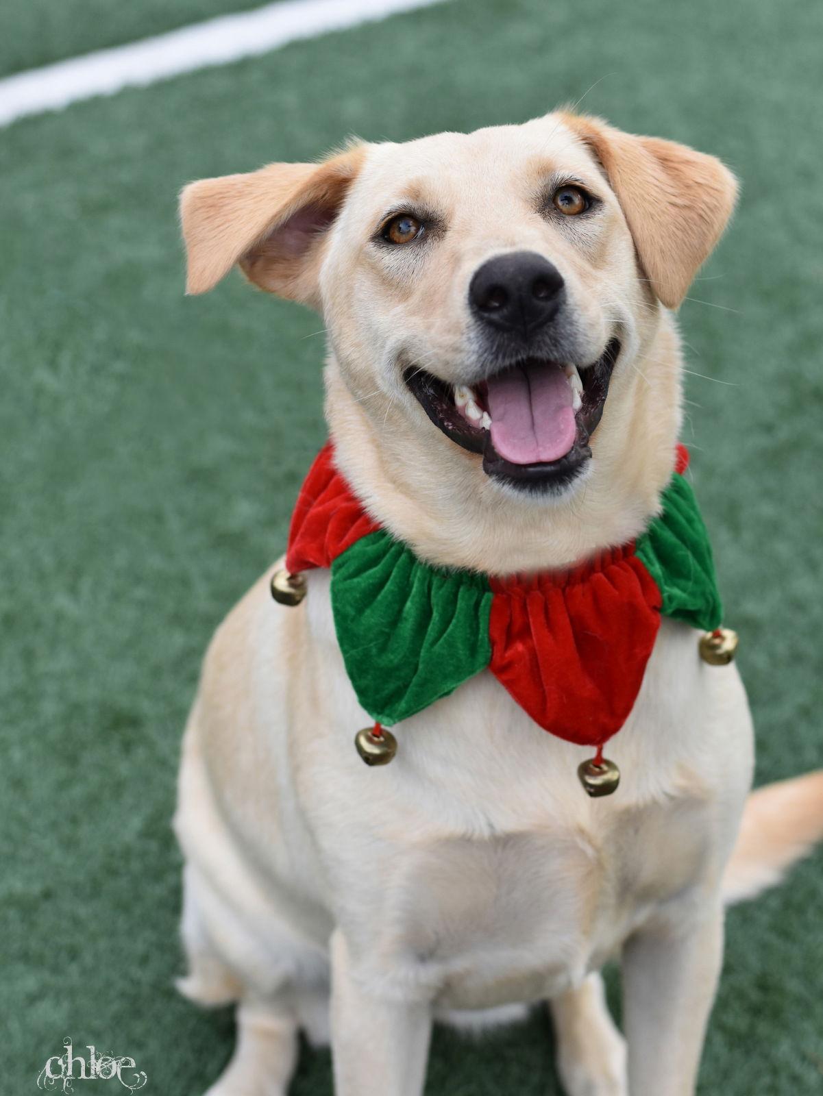 Enlarge Chloe, a Adoptable Labrador Retriever in Montgomery, TX image 3/3