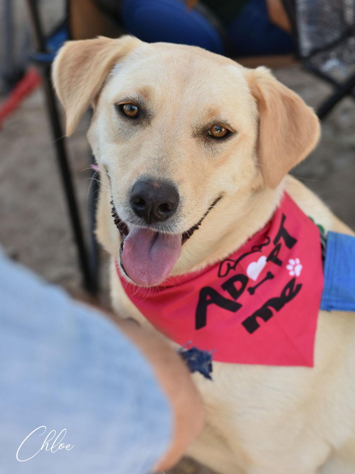 Chloe, Adoptable, Young Female Labrador Retriever.
