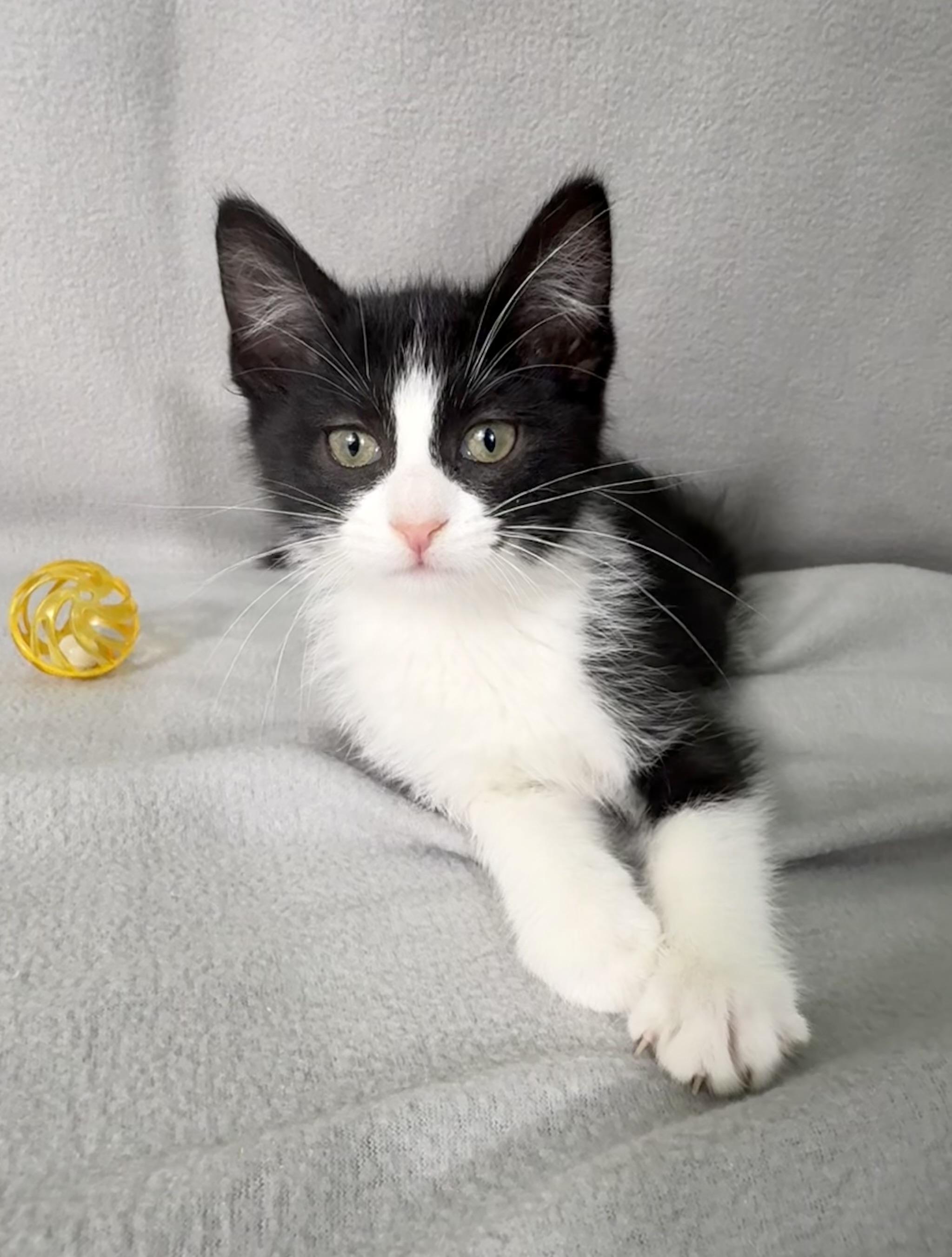 Enlarge Elvis, a Adoptable Domestic Short Hair in Minneapolis, MN image 1/5