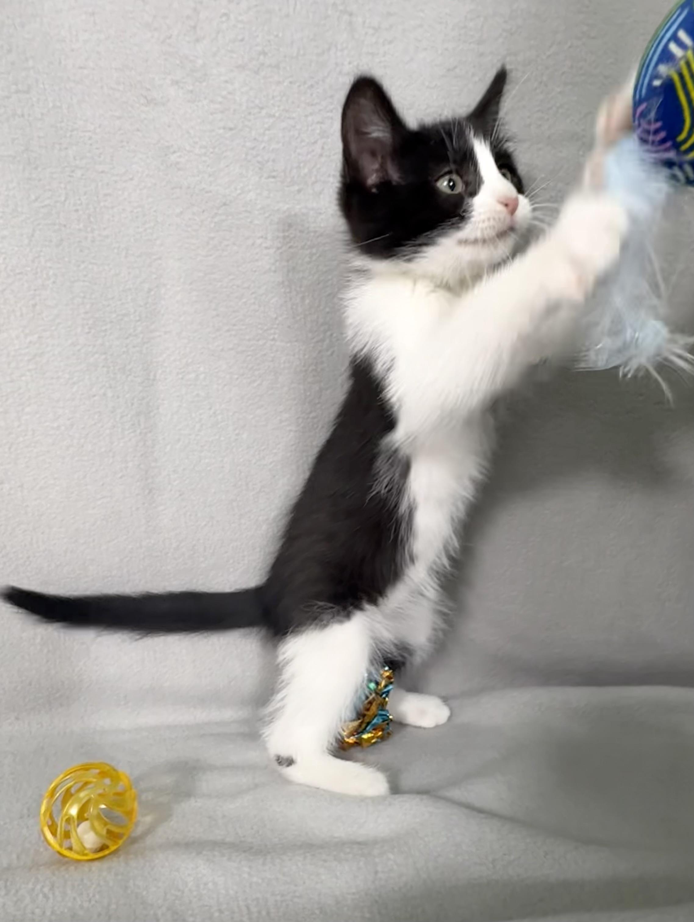 Enlarge Elvis, a Adoptable Domestic Short Hair in Minneapolis, MN image 3/5