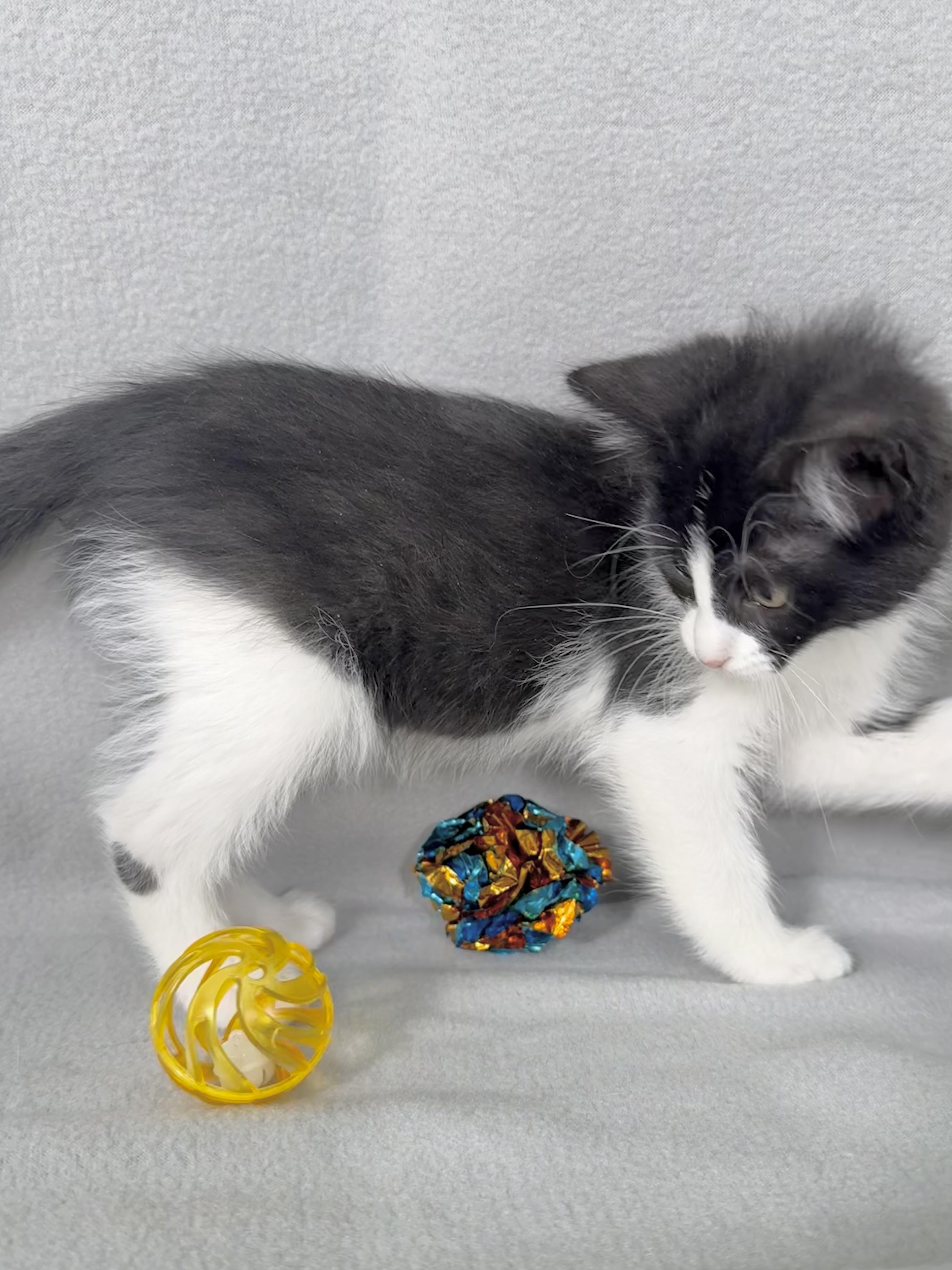 Enlarge Elvis, a Adoptable Domestic Short Hair in Minneapolis, MN image 5/5