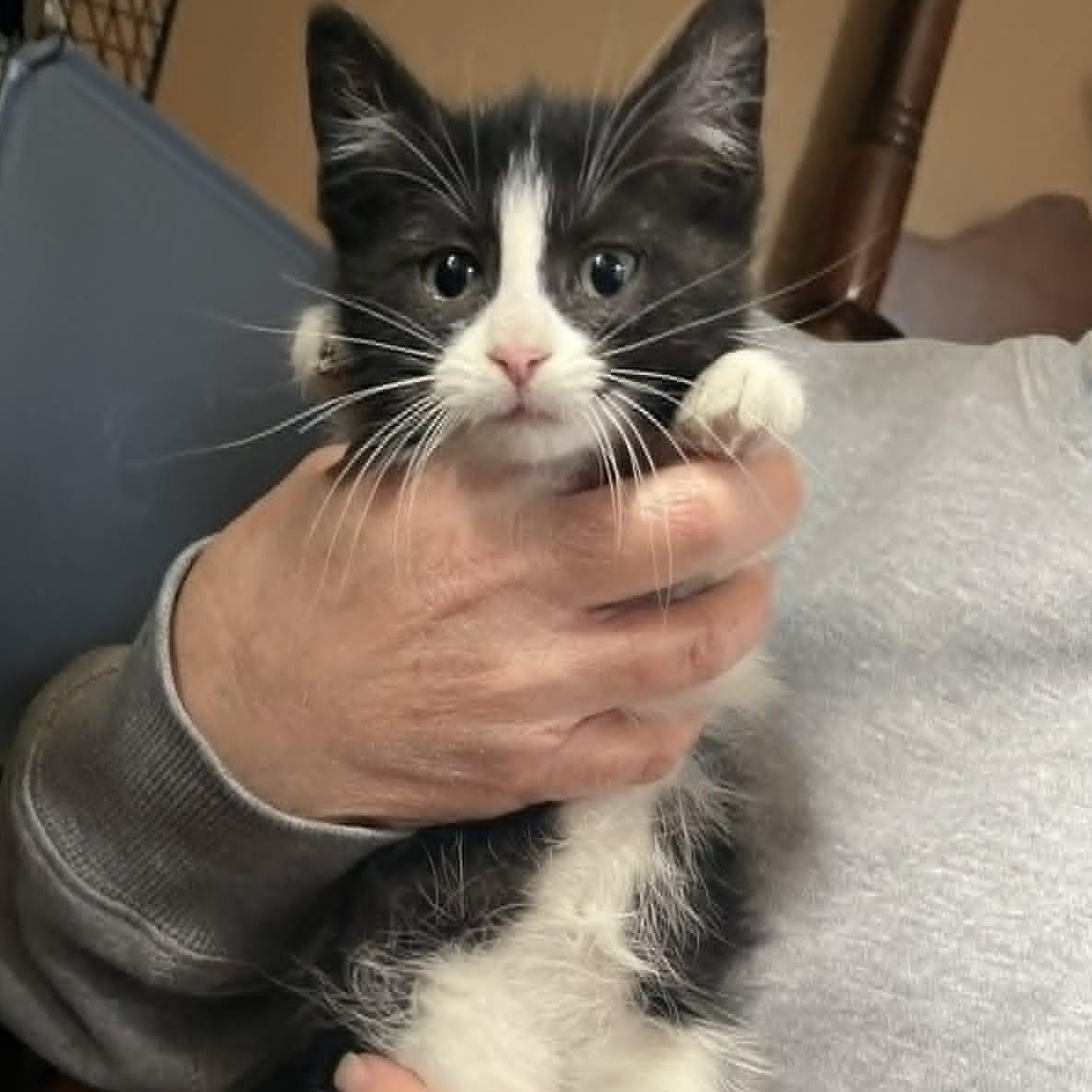 Enlarge Elvis, a Adoptable Domestic Short Hair in Minneapolis, MN image 2/5