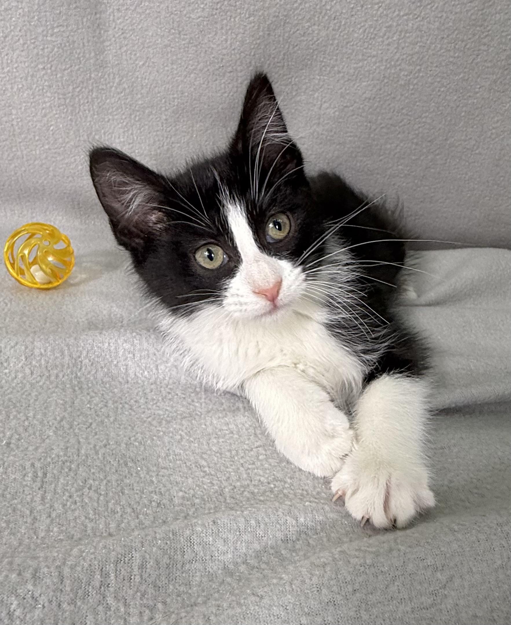Enlarge Elvis, a Adoptable Domestic Short Hair in Minneapolis, MN image 4/5