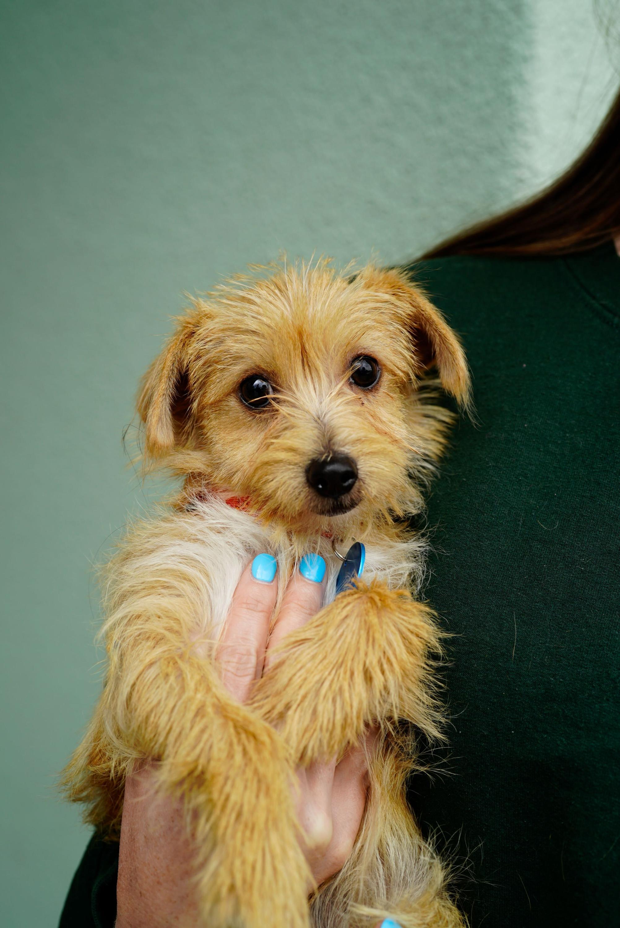 Misty, an adopted mixed breed in Pasadena, CA image 2/5