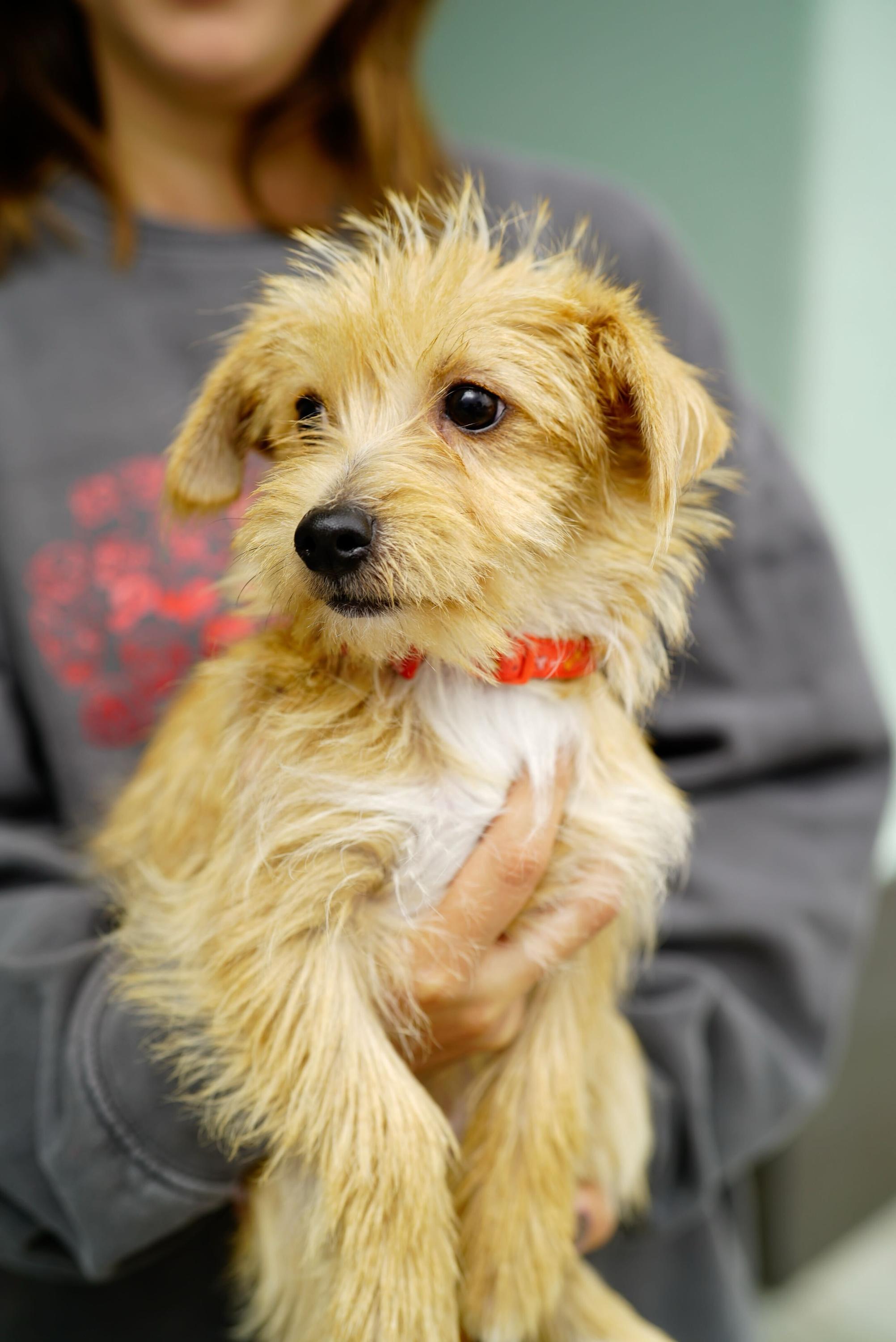 Misty, adopted, Puppy Female Terrier.