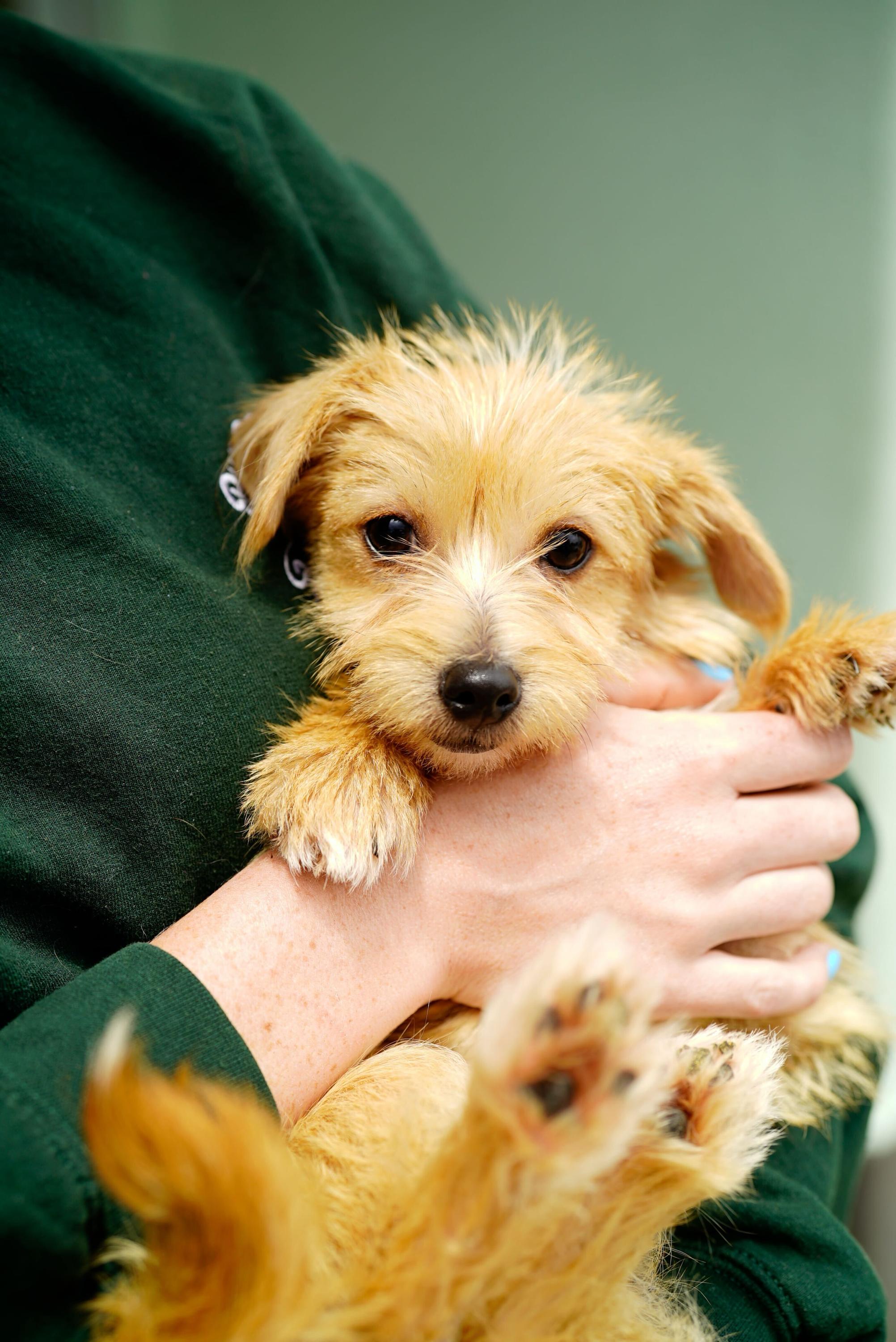 Misty, an adopted mixed breed in Pasadena, CA image 3/5