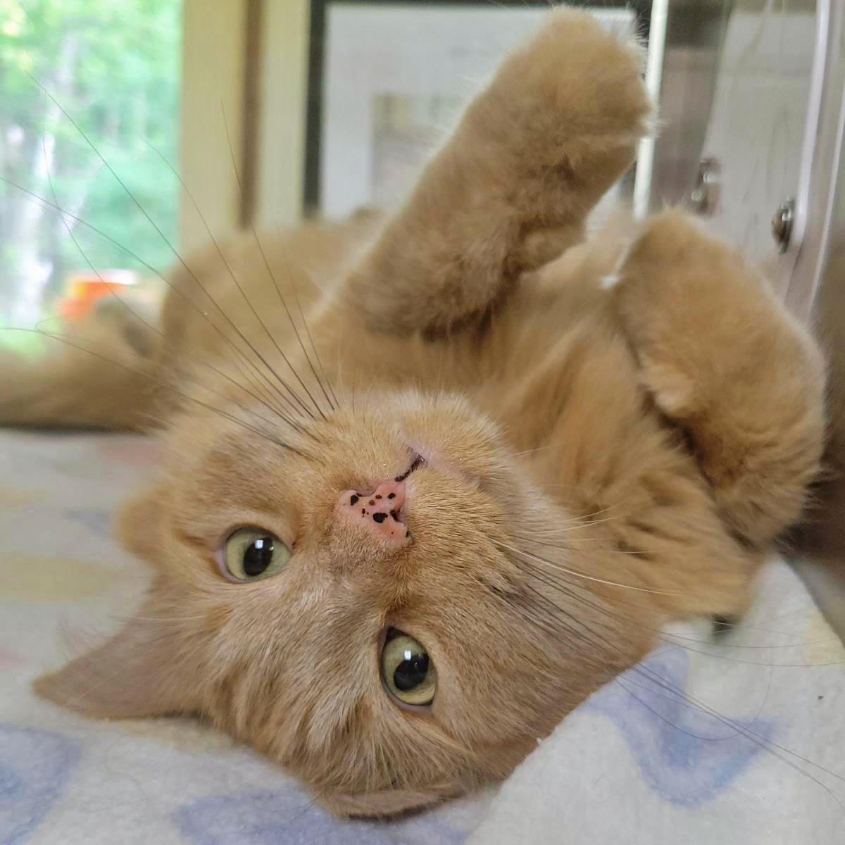 Kobe (Hspc Cheesecake), a Adoptable Domestic Medium Hair in Plover, WI image 1/3