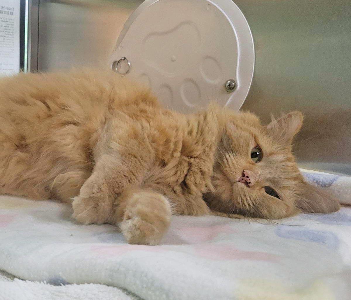 Kobe (Hspc Cheesecake), a Adoptable Domestic Medium Hair in Plover, WI image 2/3
