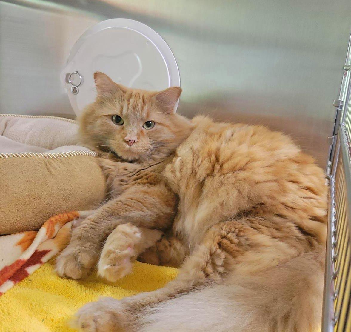 Kobe (Hspc Cheesecake), a Adoptable Domestic Medium Hair in Plover, WI image 3/3