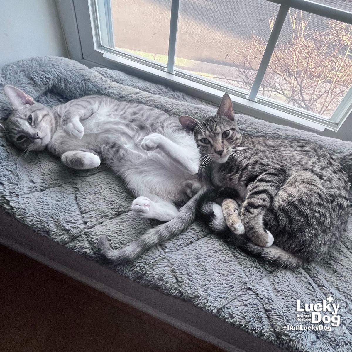 Enlarge Shadow Sage, a Adoptable mixed breed in Washington, DC image 1/3