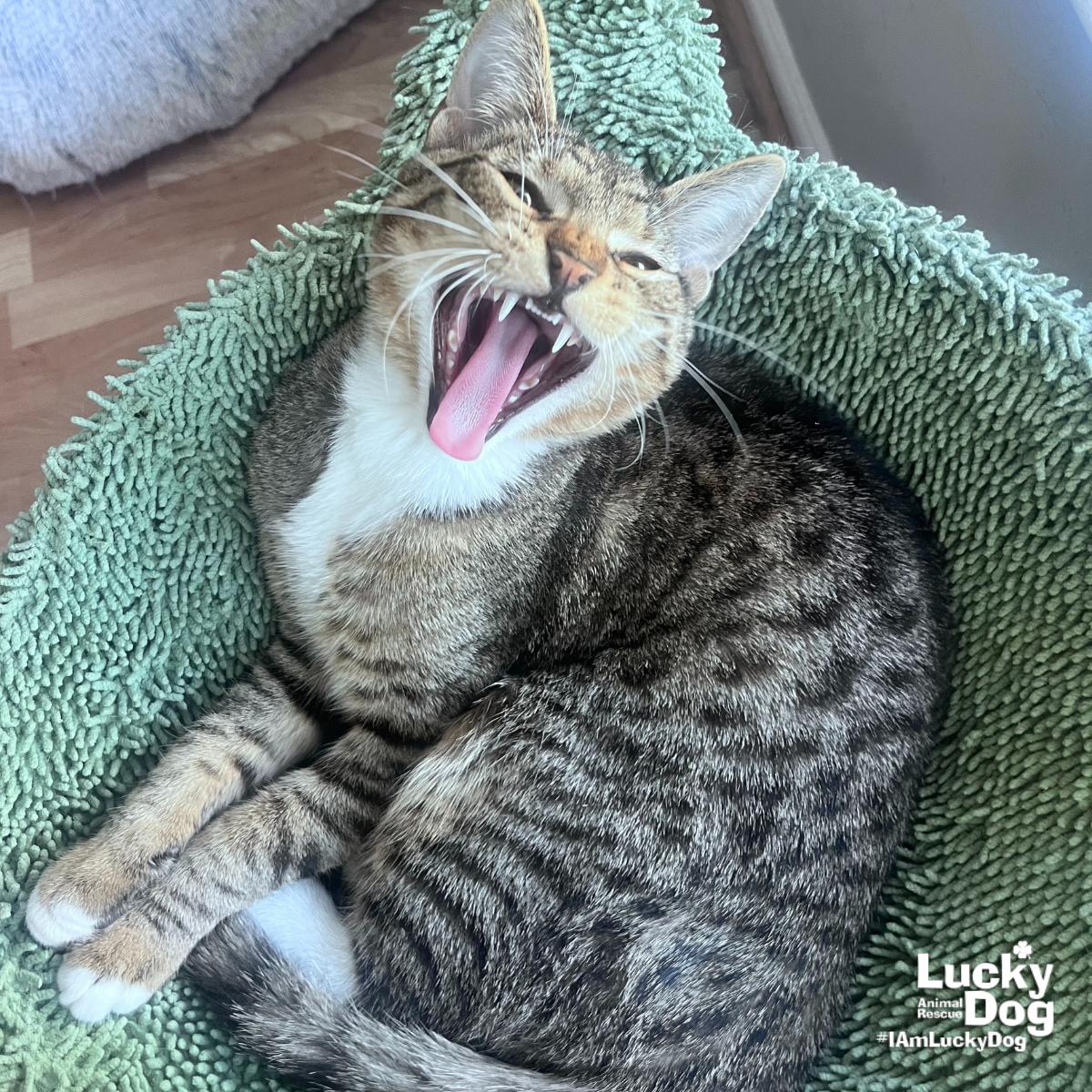 Enlarge Shadow Sage, a Adoptable mixed breed in Washington, DC image 2/3