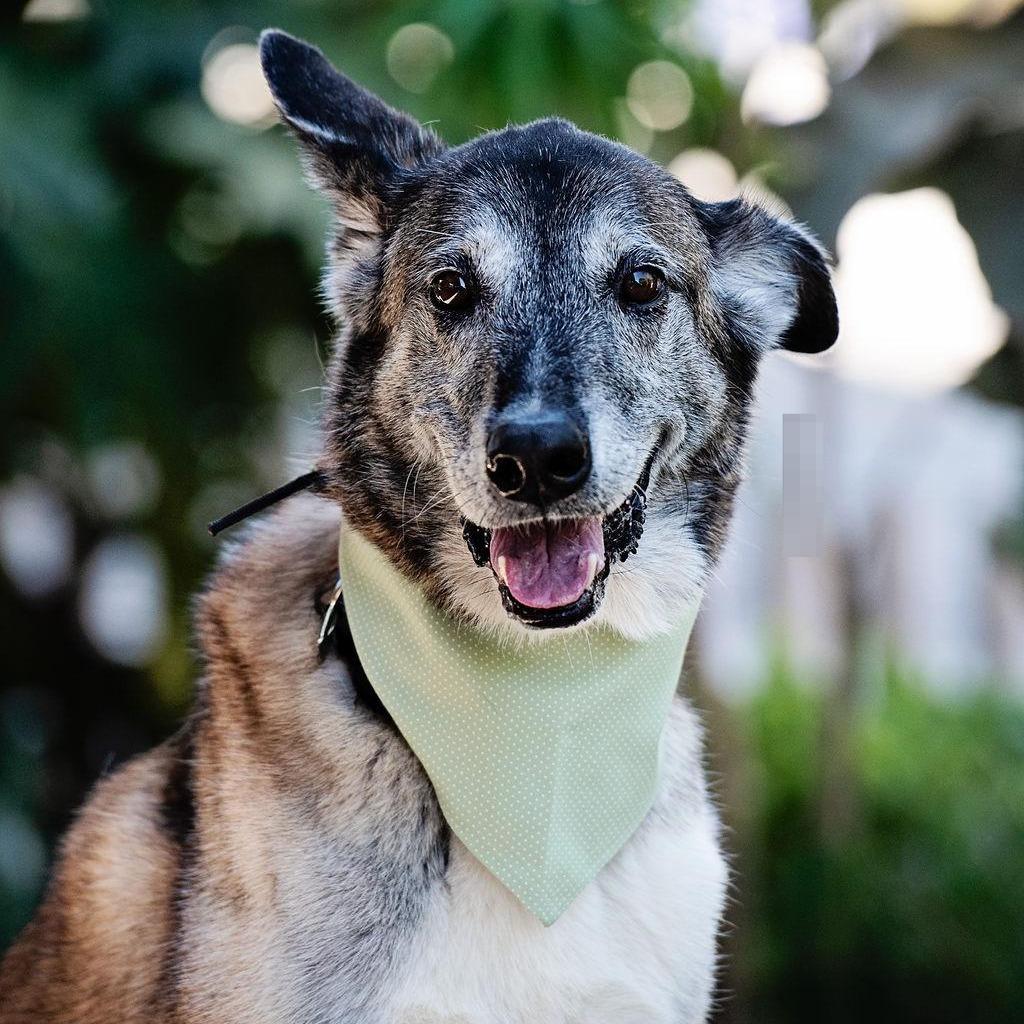 Enlarge Koop, a Adoptable mixed breed in Los Angeles, CA image 1/6