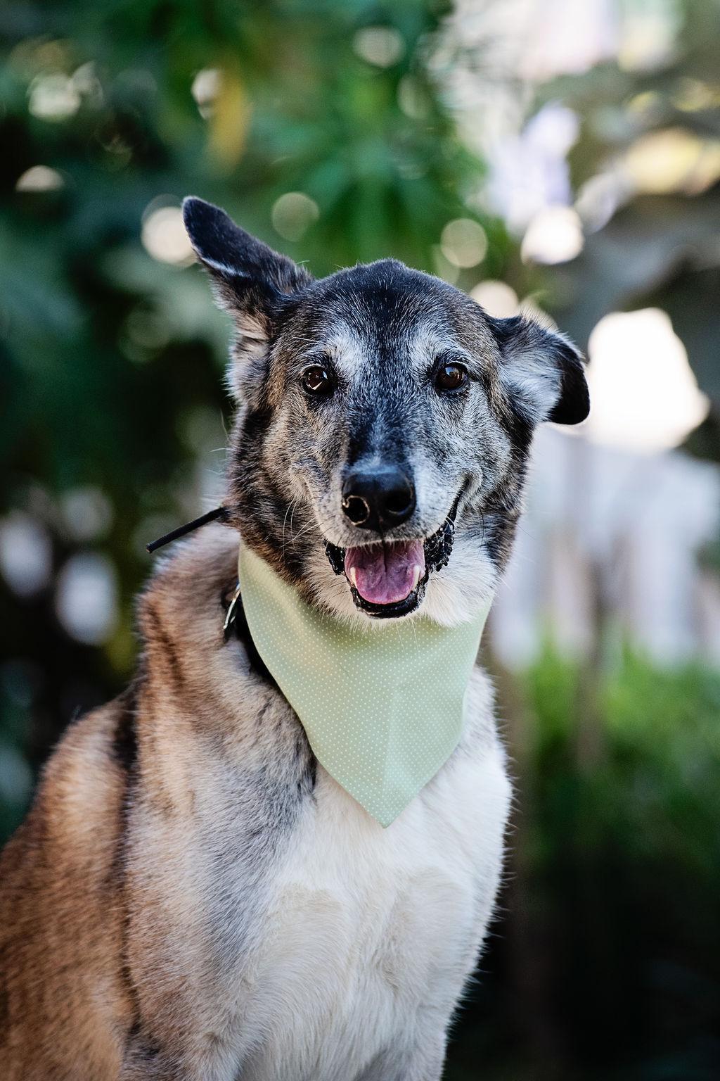 Enlarge Koop, a Adoptable mixed breed in Los Angeles, CA image 1/6