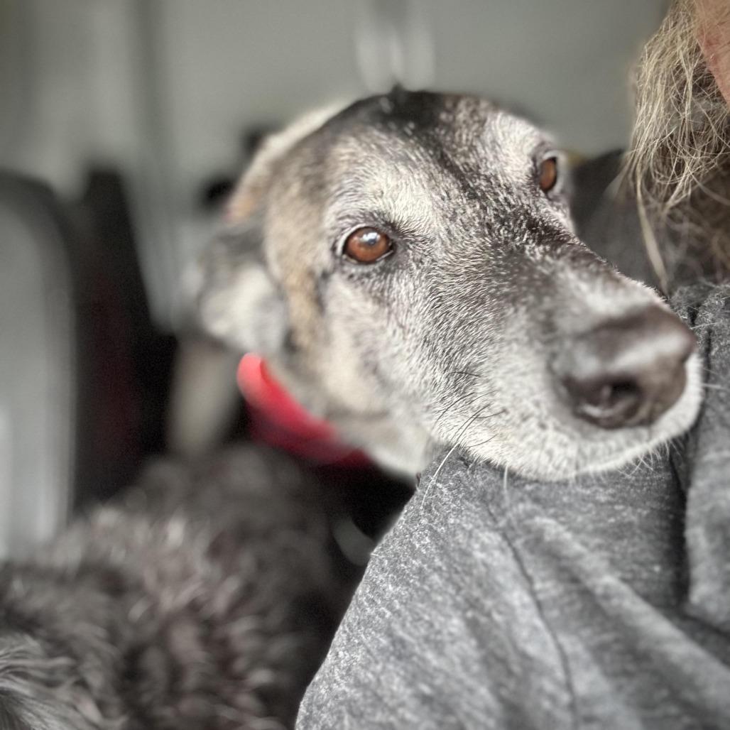 Enlarge Koop, a Adoptable mixed breed in Los Angeles, CA image 2/6