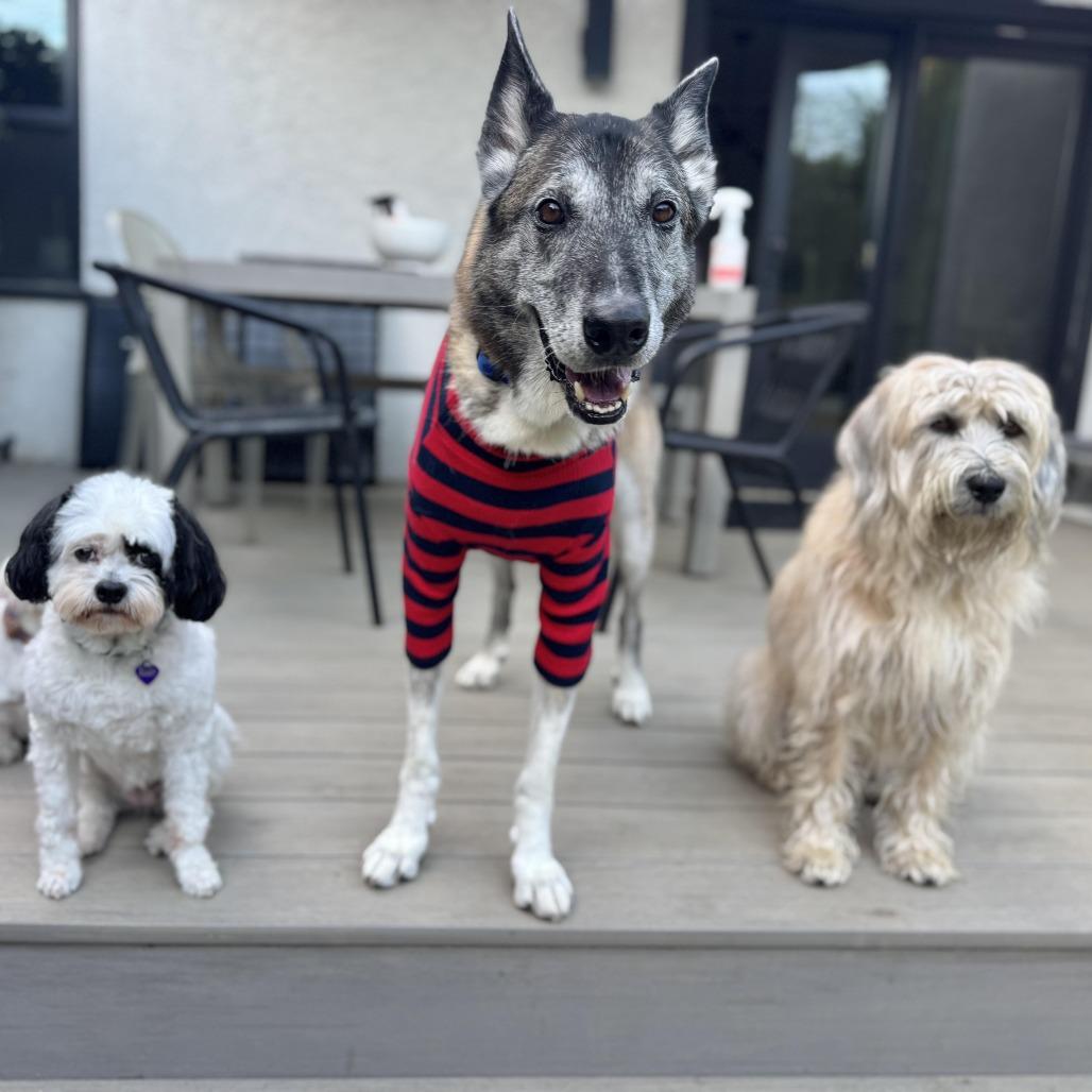 Enlarge Koop, a Adoptable mixed breed in Los Angeles, CA image 4/6