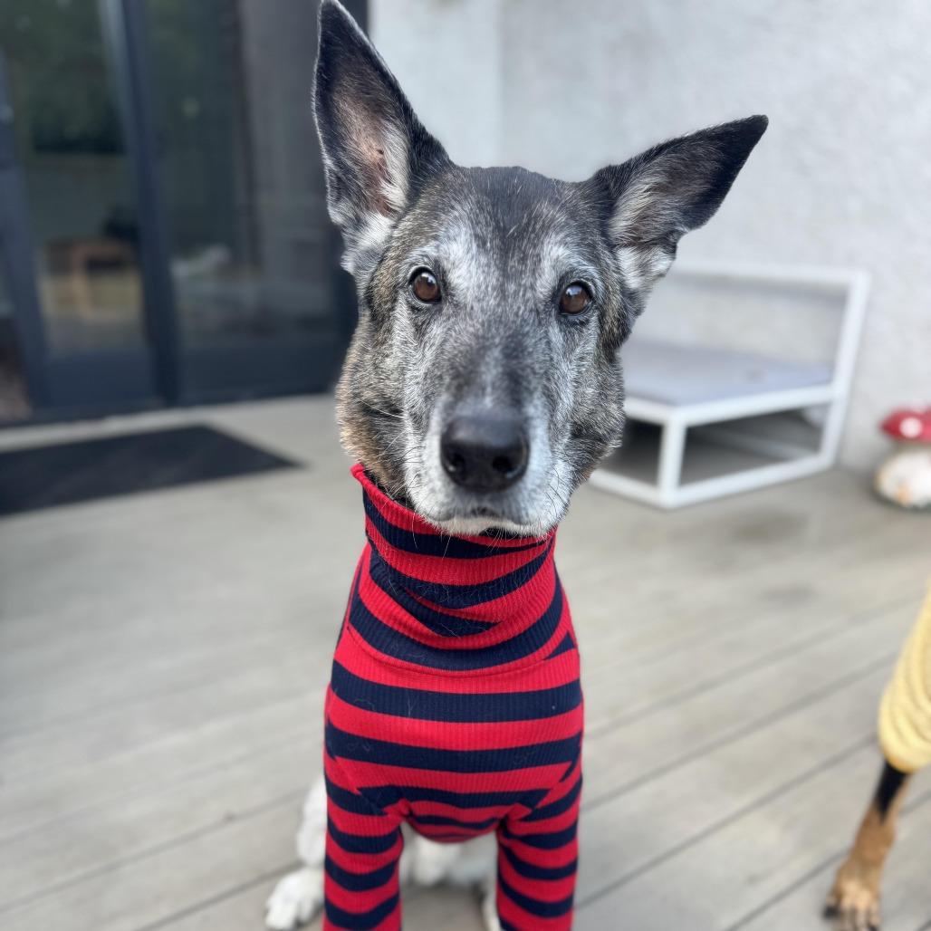 Koop, Adoptable, Senior Male German Shepherd Dog.