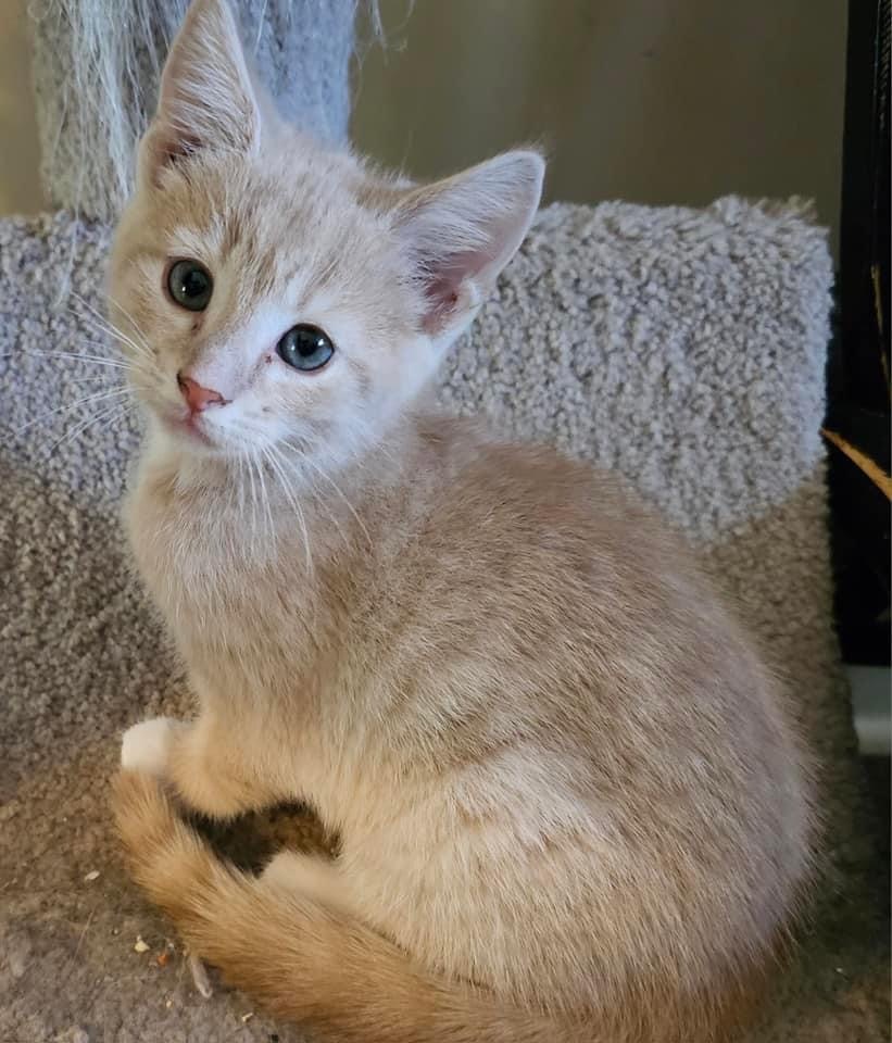 Beau, Adopted, Kitten Male Domestic Short Hair.