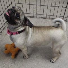 Enlarge Baby Cake--AKA Baby Girl, an adopted Pug in Green Valley, AZ image 6/6