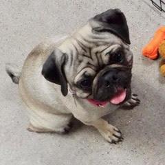 Enlarge Baby Cake--AKA Baby Girl, an adopted Pug in Green Valley, AZ image 3/6