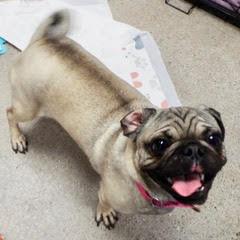 Enlarge Baby Cake--AKA Baby Girl, an adopted Pug in Green Valley, AZ image 2/6