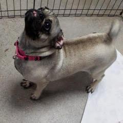 Enlarge Baby Cake--AKA Baby Girl, an adopted Pug in Green Valley, AZ image 5/6