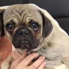 Baby Cake--AKA Baby Girl, adopted, Young Female Pug.
