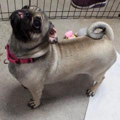 Enlarge Baby Cake--AKA Baby Girl, an adopted Pug in Green Valley, AZ image 4/6