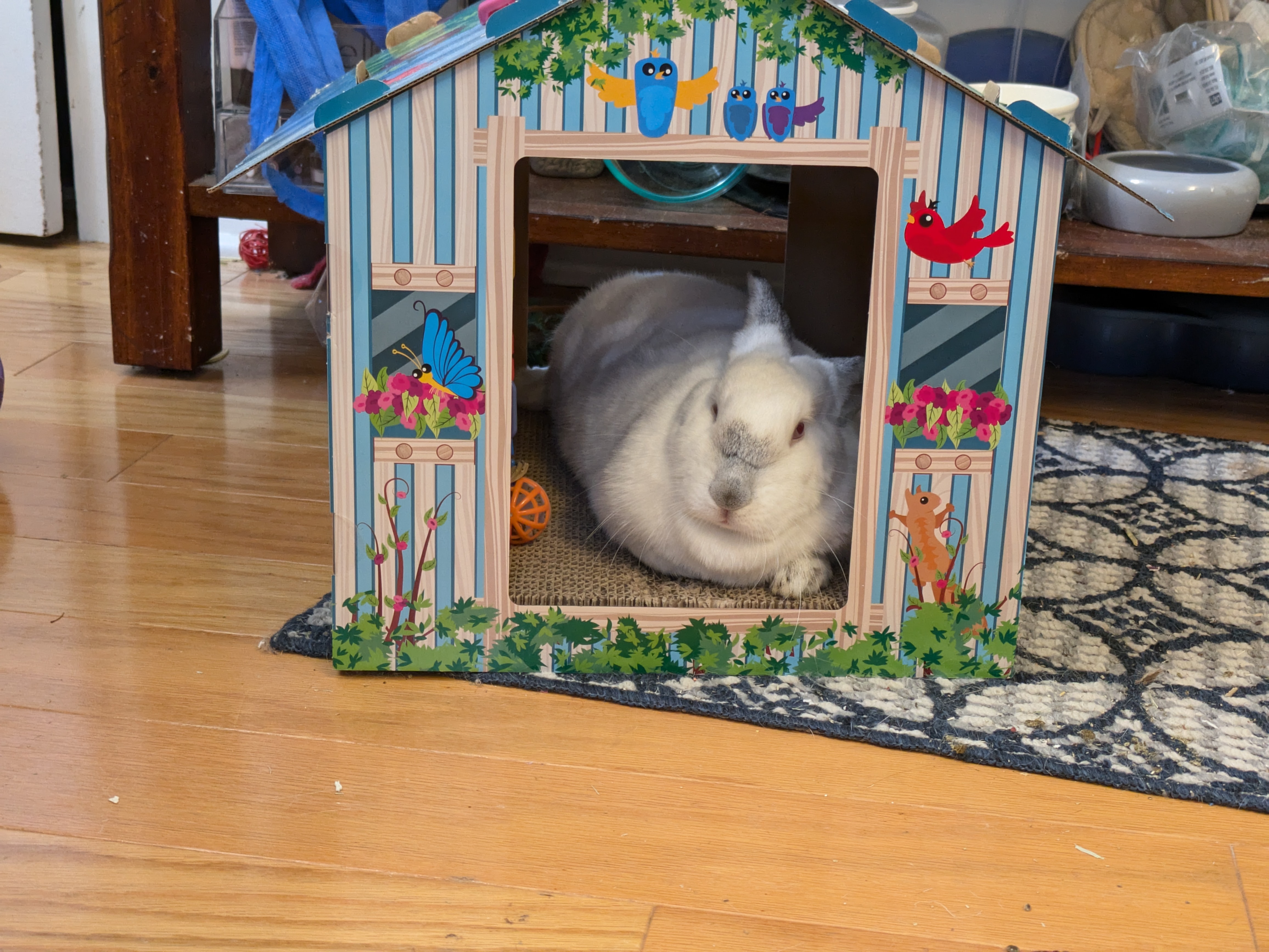 Rose (bonded to Willow), Adult Female Californian