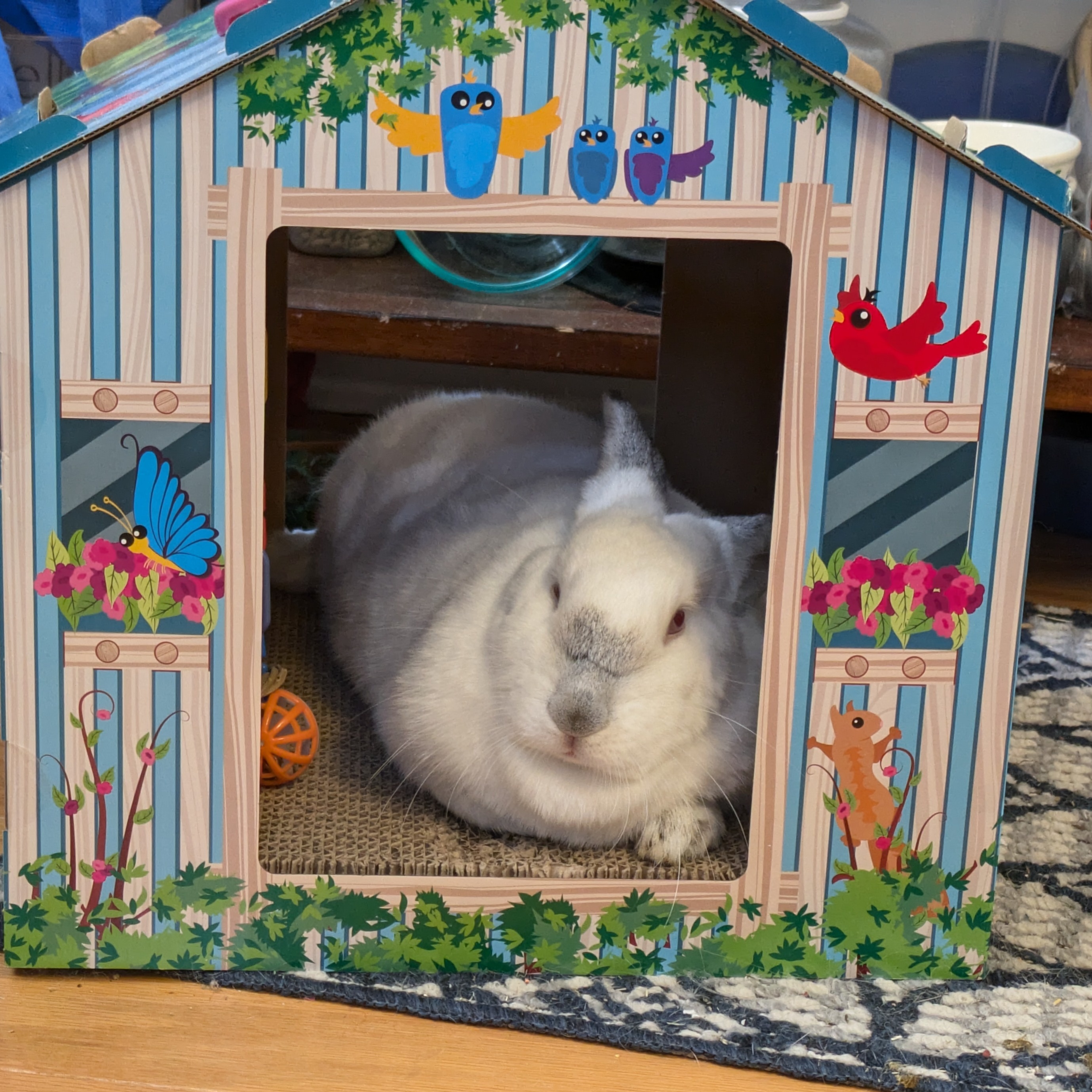 Rose (bonded to Willow), a Adoptable Californian in Alexandria, VA image 1/4