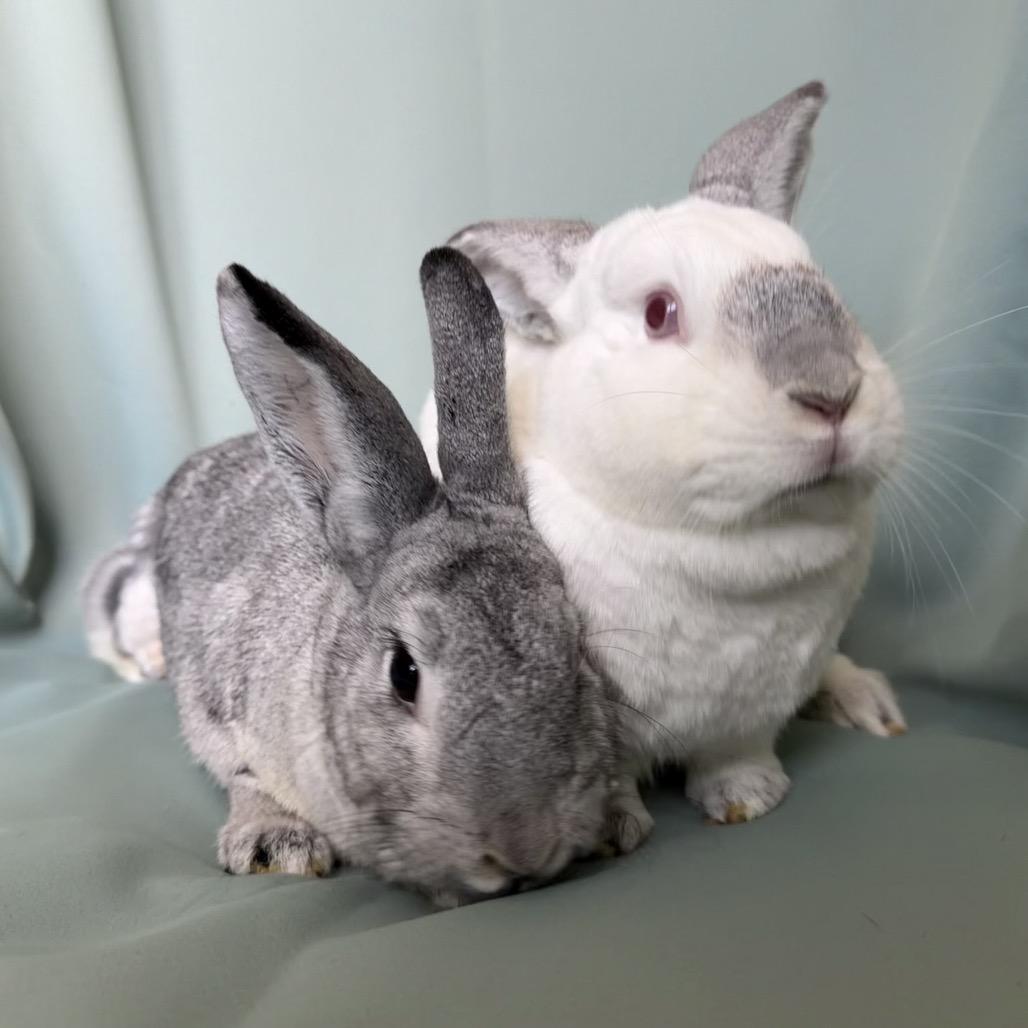 Enlarge Rosie (bonded to Willow), a Adoptable Californian in Columbia, MD image 4/6