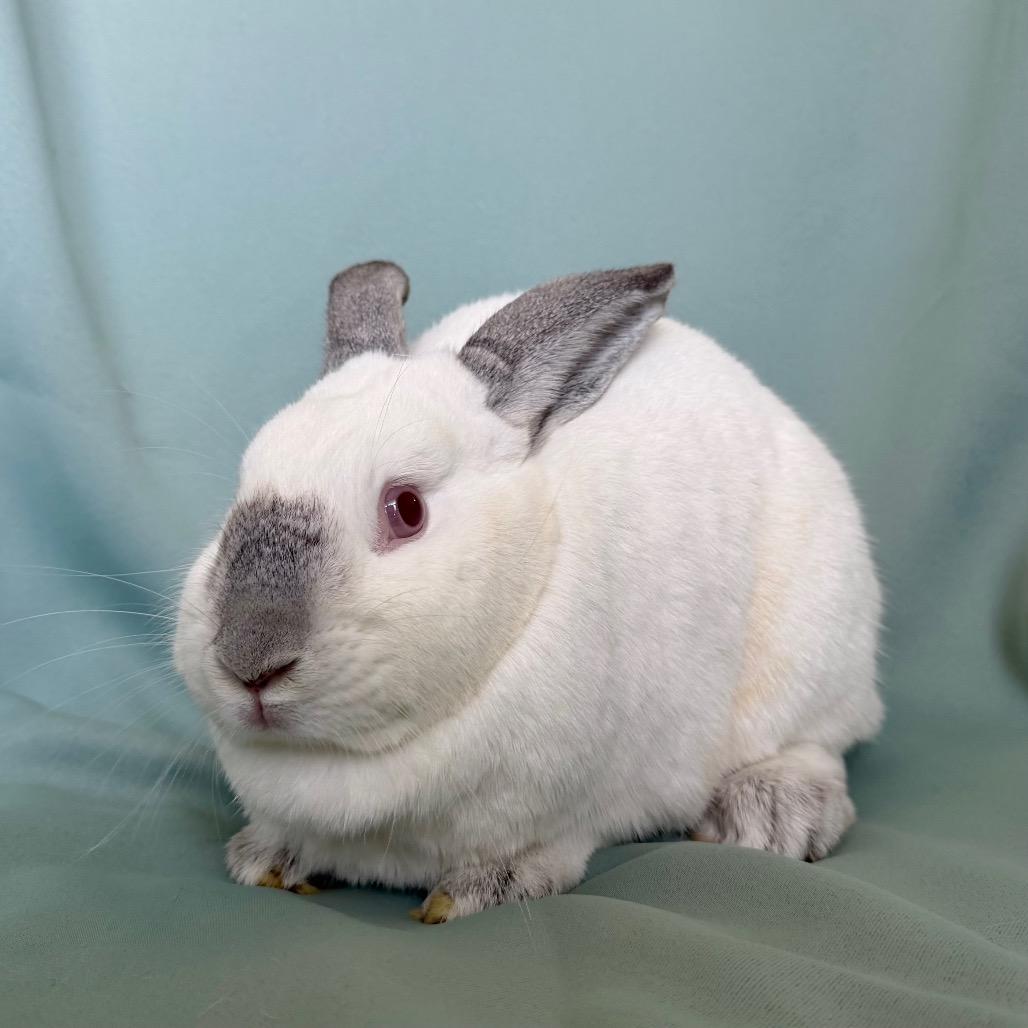 Enlarge Rosie (bonded to Willow), a Adoptable Californian in Columbia, MD image 1/6