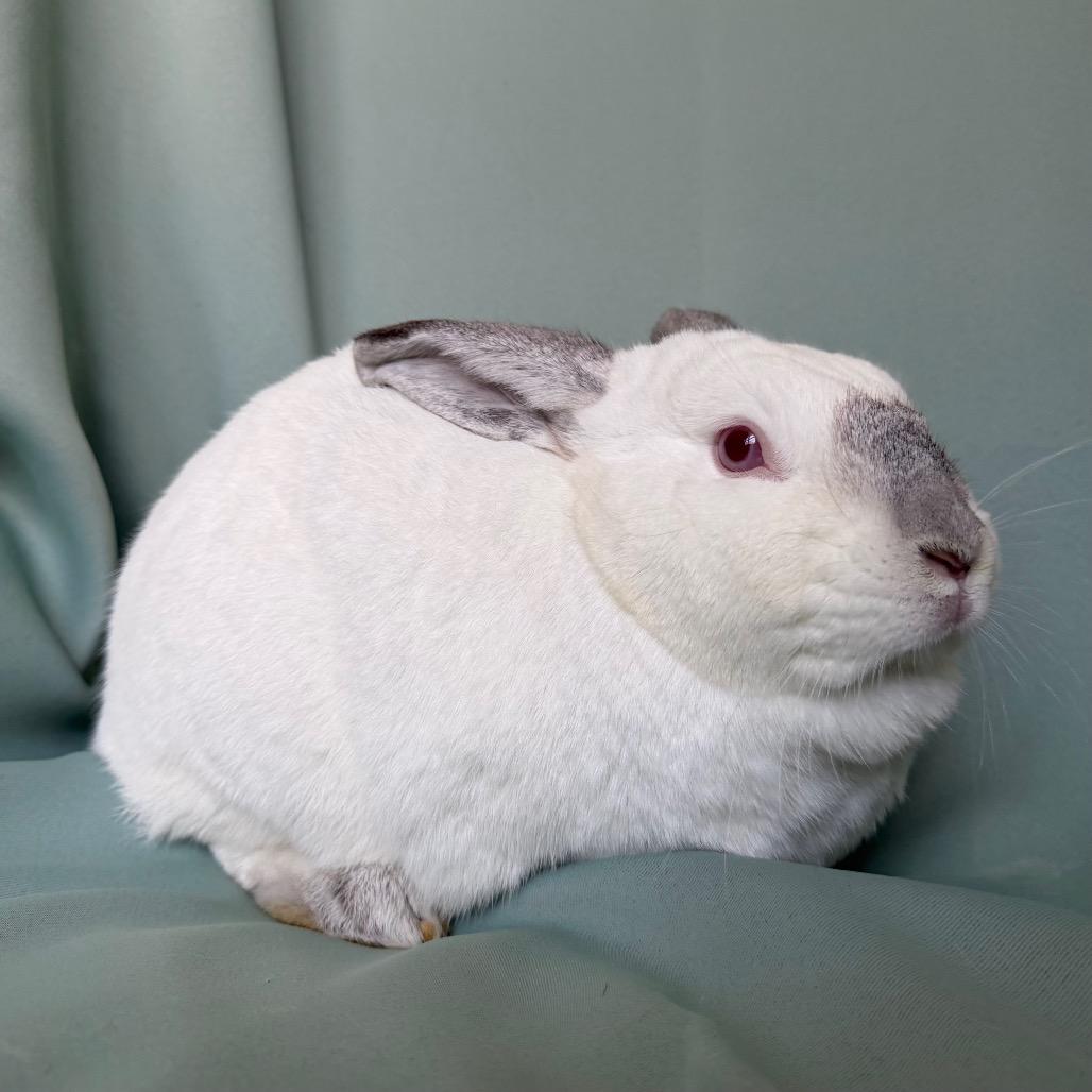 Enlarge Rosie (bonded to Willow), a Adoptable Californian in Columbia, MD image 5/6