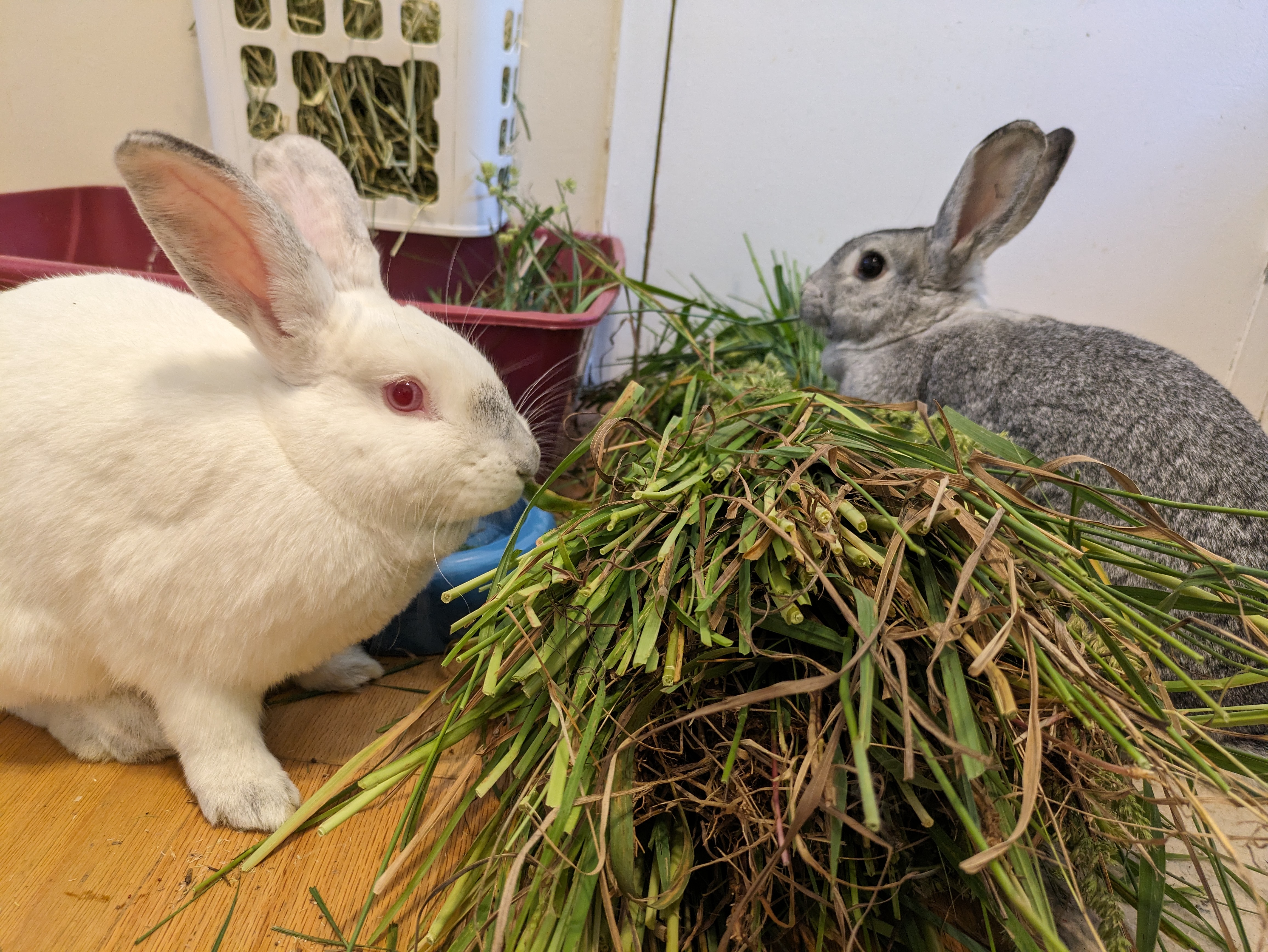 Rose (bonded to Willow), a Adoptable Californian in Alexandria, VA image 3/4