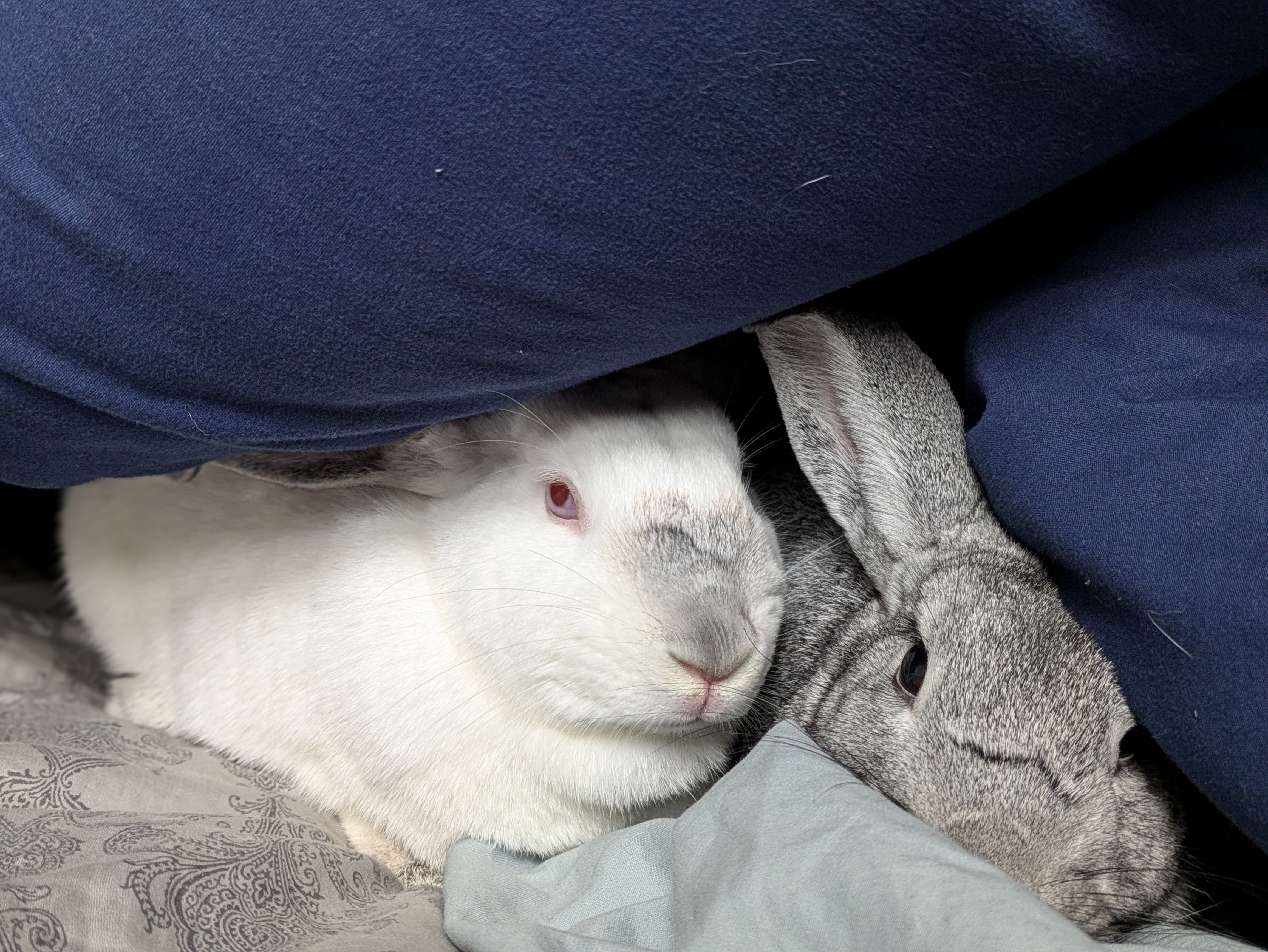 Rose (bonded to Willow), a Adoptable Californian in Alexandria, VA image 4/4