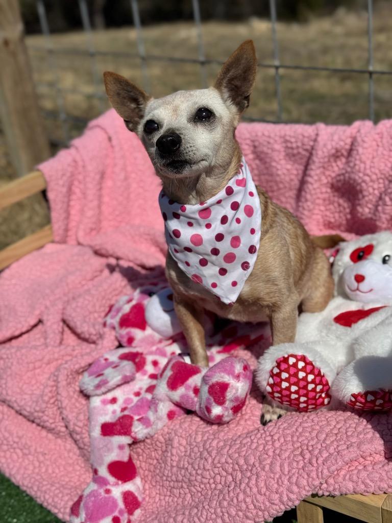 Bambi, Adoptable, Senior Female Chihuahua.