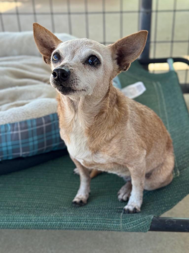 Bambi, Adoptable, Senior Female Chihuahua.
