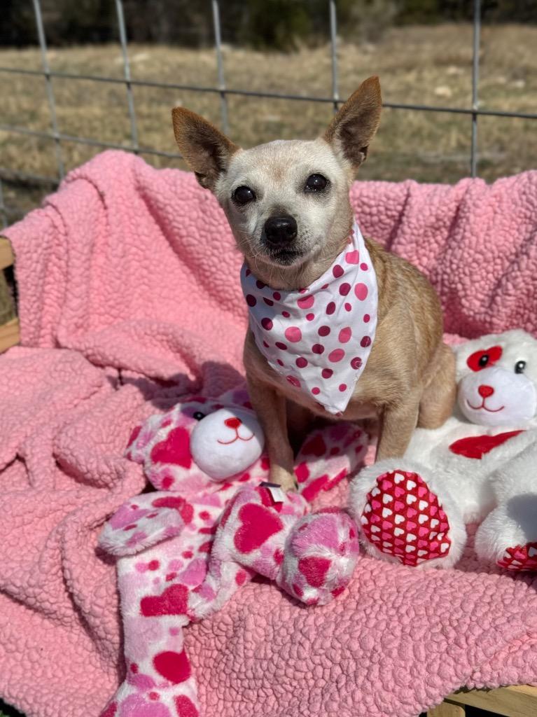 Bambi, a Adoptable Chihuahua in Canyon Lake, TX image 2/3