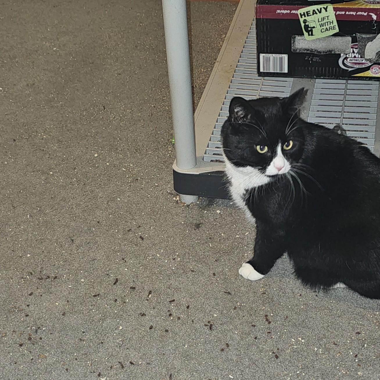 Enlarge Felix, an adopted mixed breed in Silverton, OR image 3/5